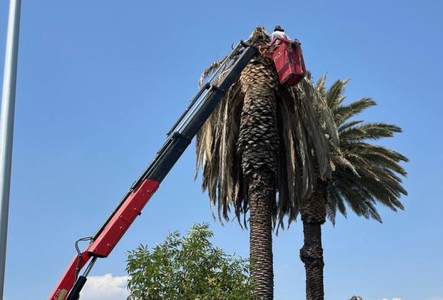 Ayuntamiento de Puebla interviene palmeras en La Paz y Avenida Juárez 