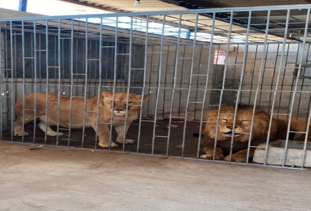 Profepa rescata dos leones de un domicilio en Oriental, Puebla