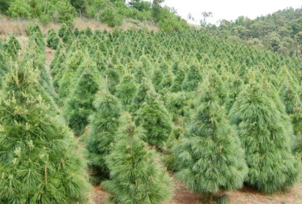 Puebla se posiciona como el segundo productor de árboles de Navidad naturales en México