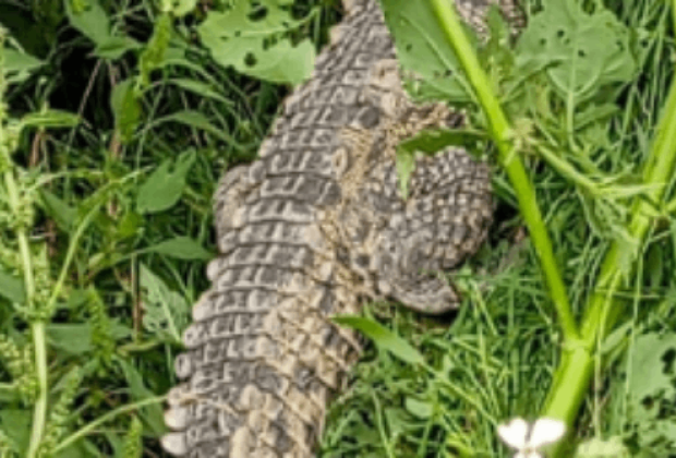 En Ixtacuixtla ubican un cocodrilo de tres metros de largo