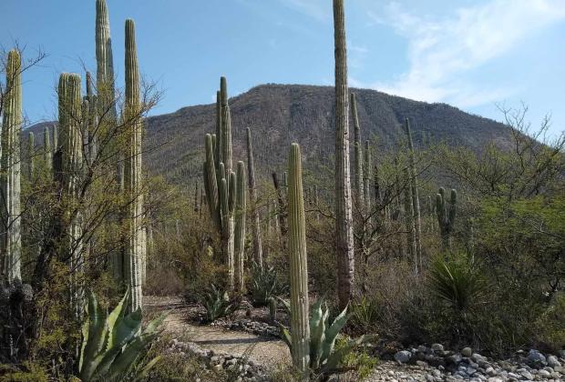 Semarnat rechaza por segunda ocasión proyecto residencial en la Reserva Tehuacán-Cuicatlán