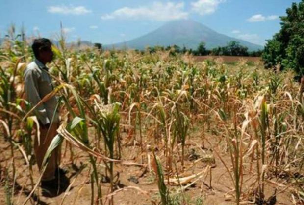 Piden apoyos emergentes para cultivos ante ola de calor y sequía