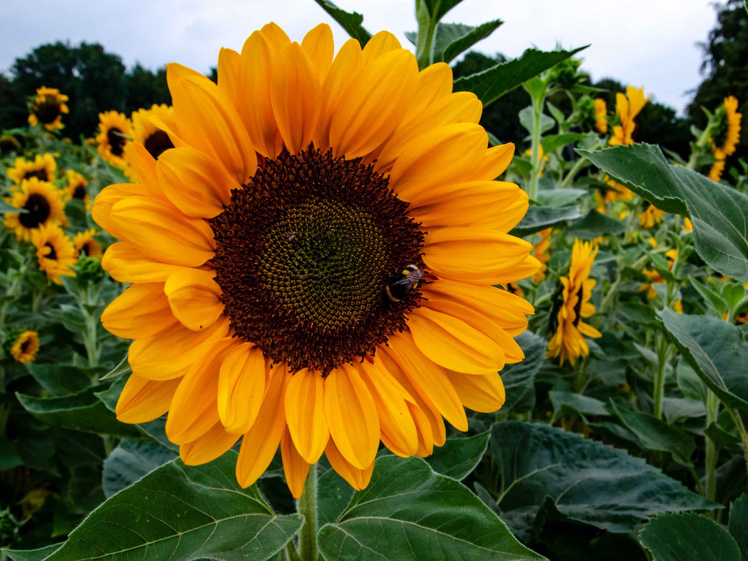 El girasol, ¿peligroso?