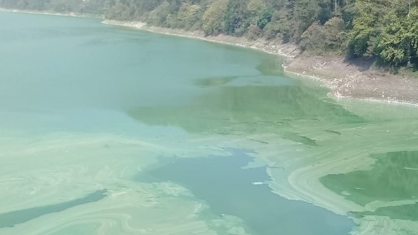 Causa alarma sustancia verde en superficie de presa Necaxa