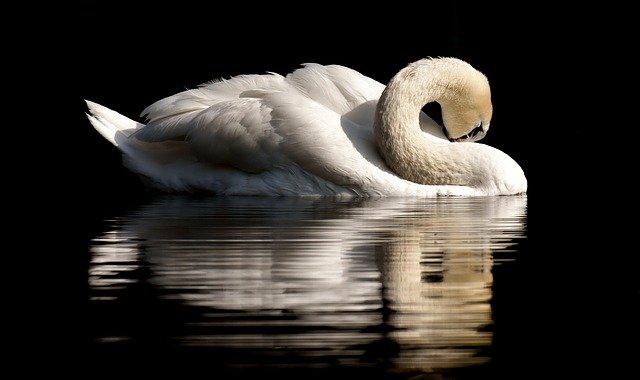 Cisne muere de tristeza luego de que jóvenes destruyeran su nido