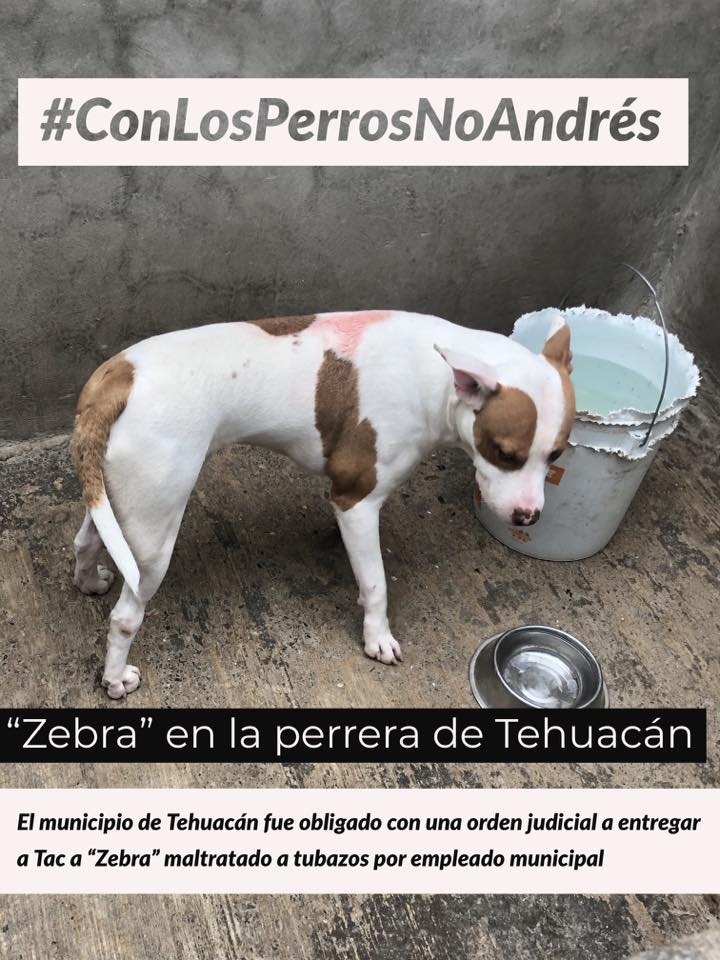 Exige Asociación al gobierno de Tehuacán sancionar maltrato animal 