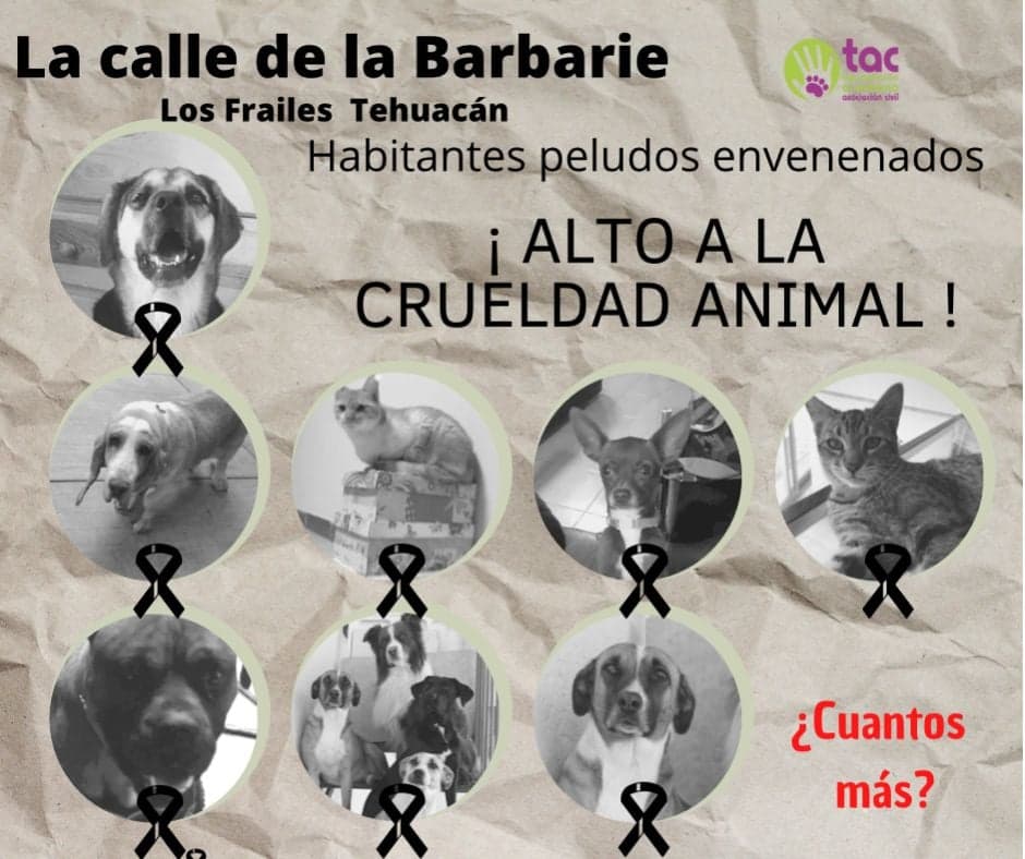 Inician procedimiento jurídico ante envenenamiento de 16 mascotas en Tehuacán 