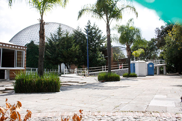 Catrina Fest tala árboles del Ecológico para instalar escenario