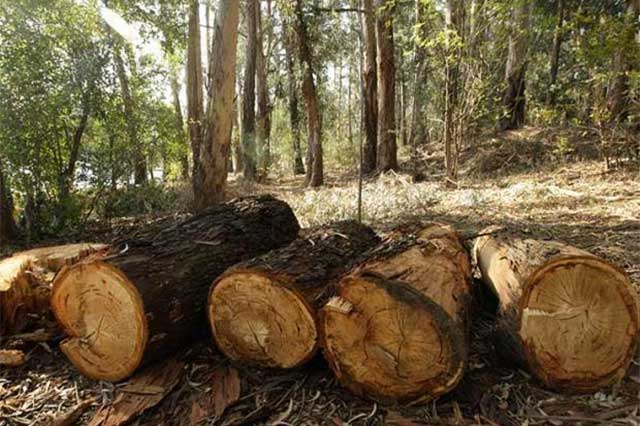 Realizará Profepa operativos contra tala clandestina en la Sierra Negra de Puebla