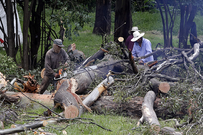 Aprehenden a 5 por tala ilegal de árboles