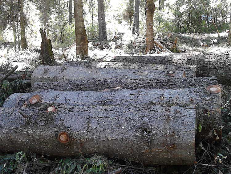 Ejidatarios piden regular la tala del bosque en San Juan Cuauhtémoc