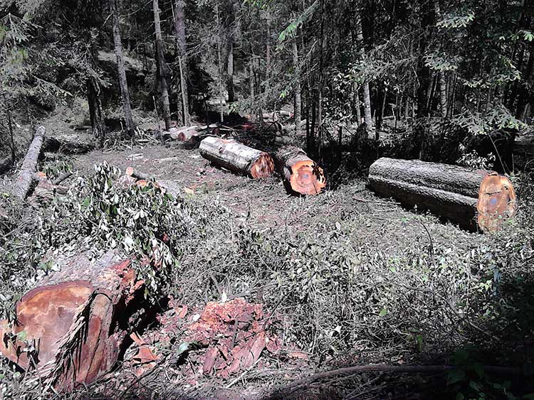 Ejidatarios piden regular la tala del bosque en San Juan Cuauhtémoc