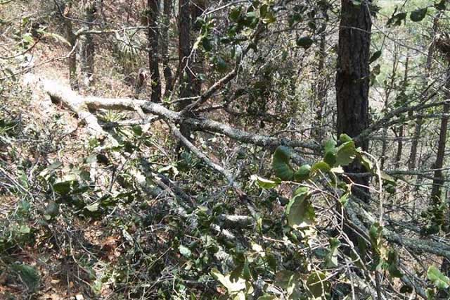 Aumenta tala inmoderada en Ajalpan y ocasiona derrumbes en cerros