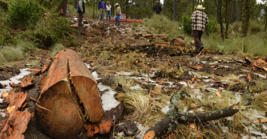 Niegan permisos para tala de árboles en la Malinche
