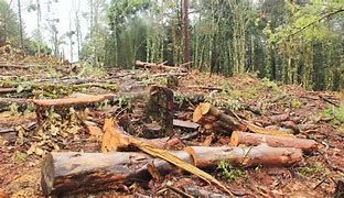 Perote pide a Puebla colaborar para frenar tala clandestina