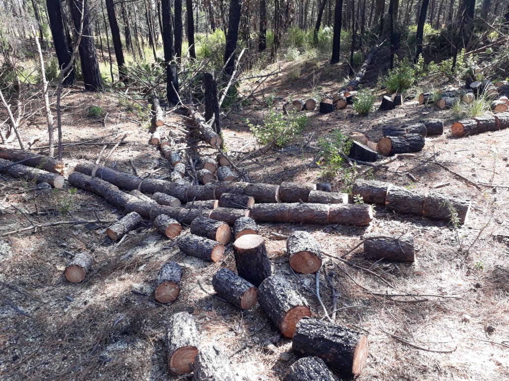 En el Verde aseguran madera y supuestos taladores le prenden fuego