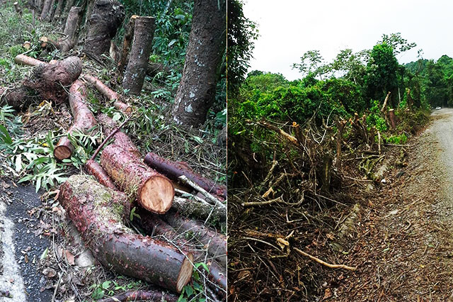 Acusan tala de 600 árboles en carretera Hueytamalco-Ayotoxco