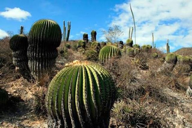 Más de 52 tiraderos clandestinos contaminan la Reserva de la Biosfera