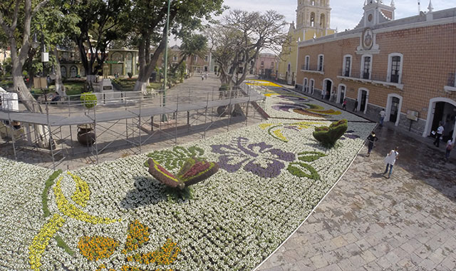 Producen viveros de Atlixco 300 mil tulipanes holandeses al año