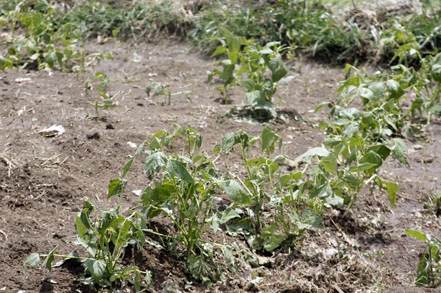 Dañan granizadas 50 hectáreas de cultivo en Tlahuapan: SDRSOT