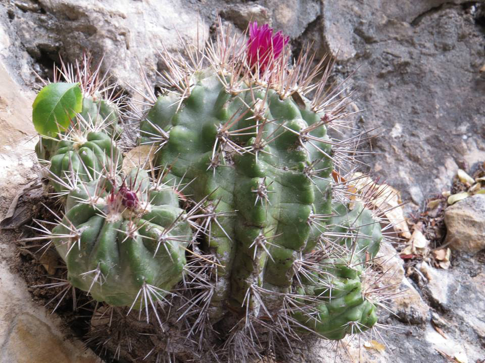 Hay nueva especie de cactácea en la Biósfera de Tehuacán