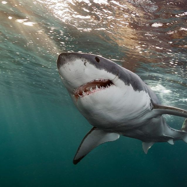 Mujer pierde la vida tras un ataque de tiburón en Egipto