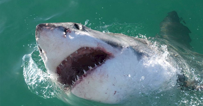 Captura a tiburón que se supuestamente se comió a pecador en Sonora