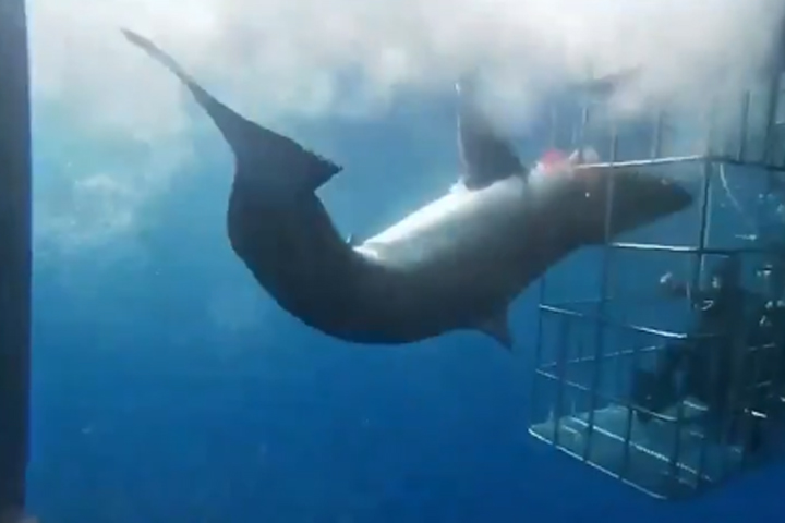 VIDEO Muere tiburón blanco atorado en jaula de turistas