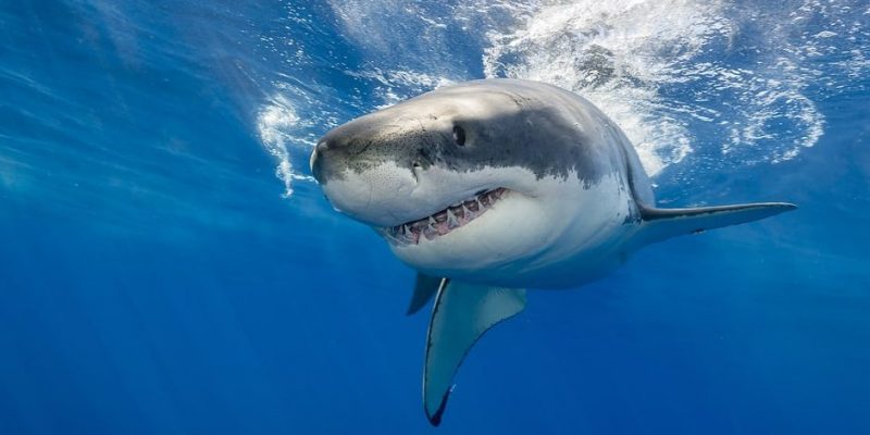 Tiburón mastica a turista en playa de Nueva Caledonia