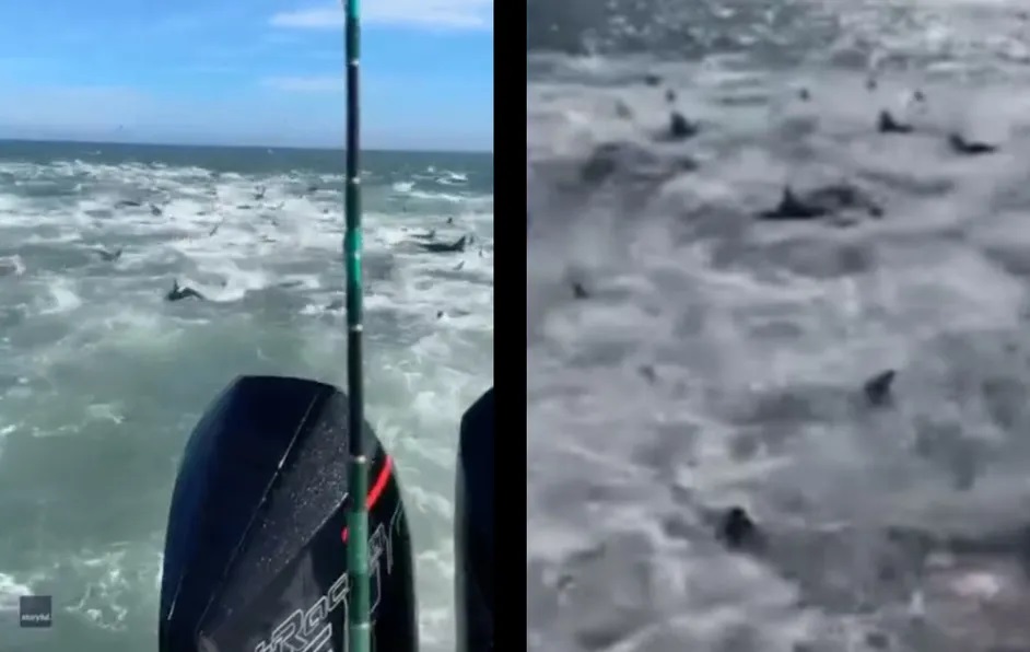 VIDEO Tiburones hambrientos rodean y persiguen a pescadores en EEUU