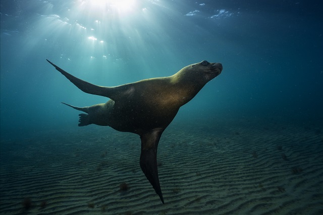 Temperatura de mares rompe récord histórico; seis años seguidos al alza