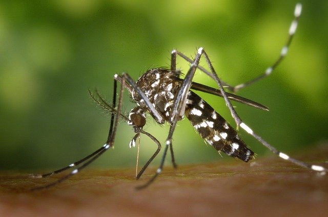 Alerta por Mosquito Tigre capaz de transmitir varios virus