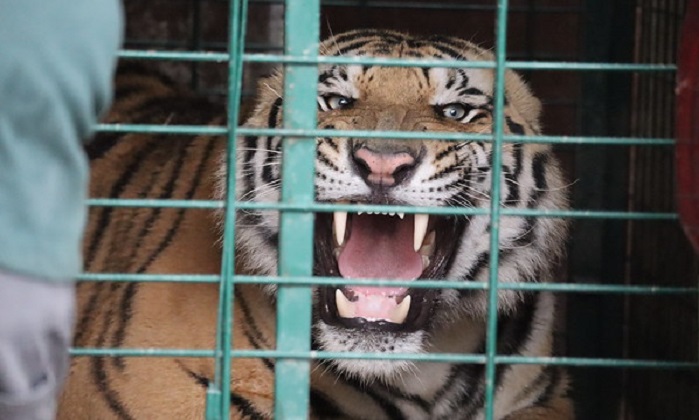 Inicia Profepa búsqueda de tigre que escapó de zoológico en Reynosa