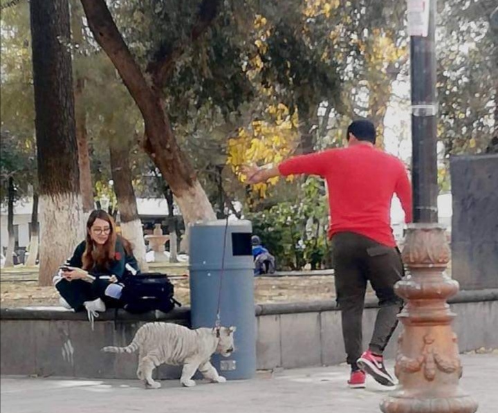 Sujeto pasea tigre siberiano como si llevara un perrito