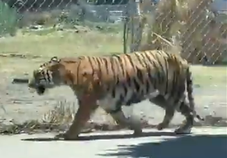 VIDEO Pone en alerta a ciudadanos tigre que se pasea por las calles