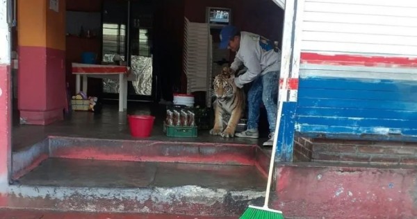 Pasean a tigre de bengala en Mixquiahuala, Hidalgo