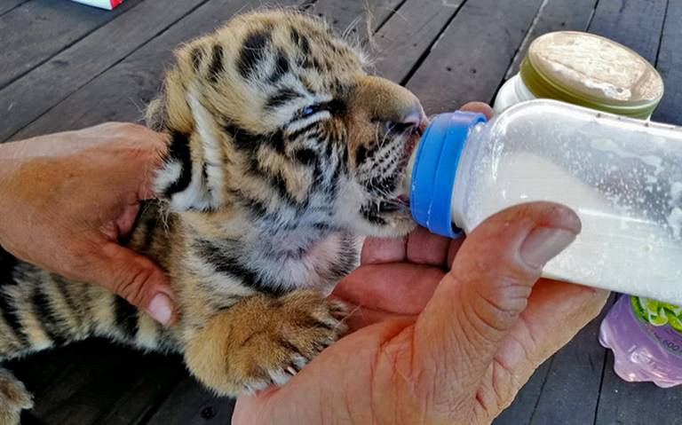 Nace tigre de Bengala en zoológico de Veracruz: se llama Covid
