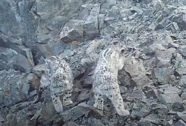 VIDEO Se toma una selfie cachorro de leopardo de las nieves en Rusia