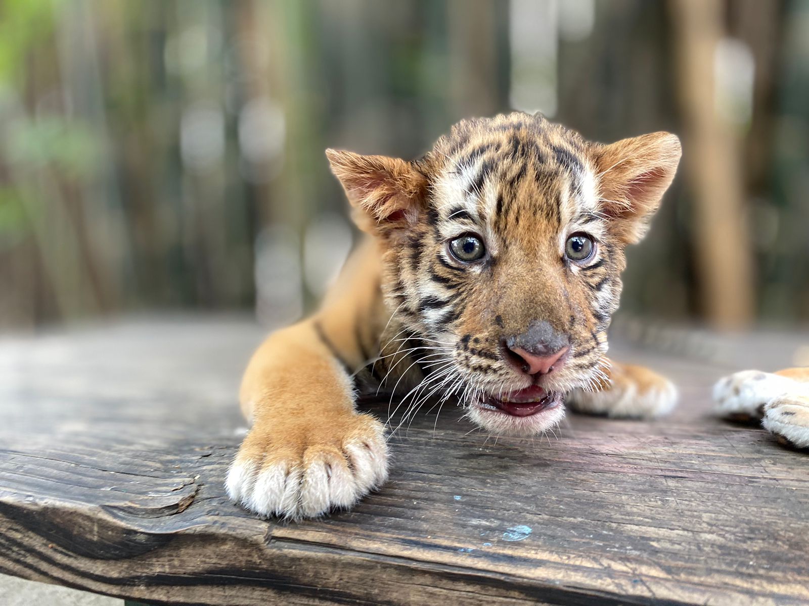 Nace tigre de bengala en el zoológico de Culiacán