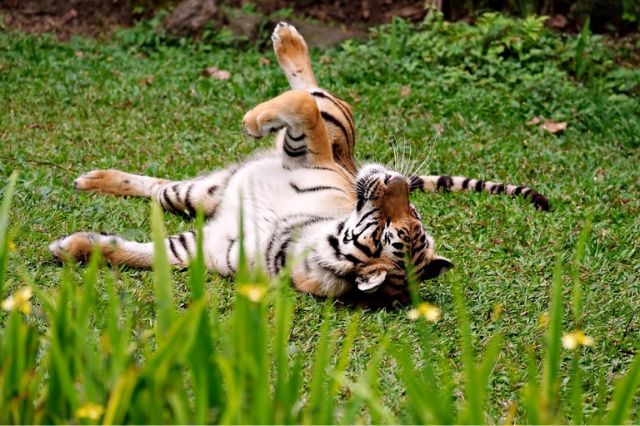 ¡Sorpresa en Xicotepec! Nacen cachorros de tigre de bengala en Animalia