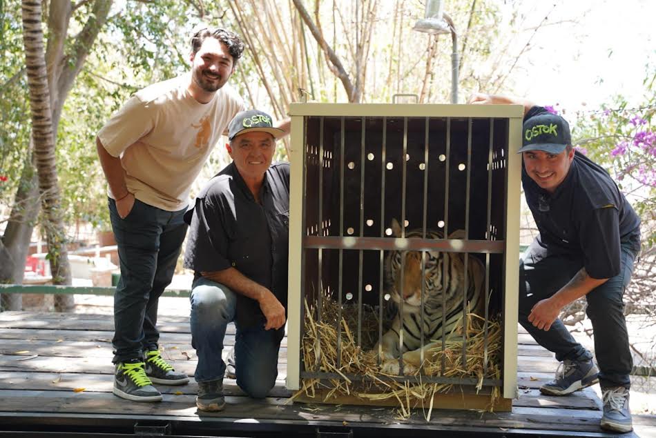 De Culiacán a la India, van 200 tigres rescatados por Ostok Sanctuary