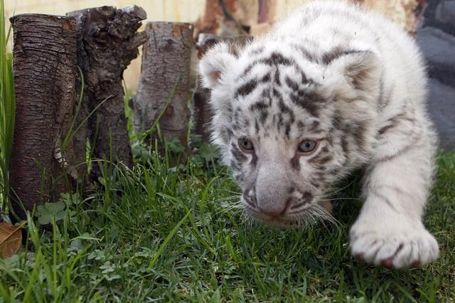 Nacen leonas y tigresas blancas en zoológico poblano