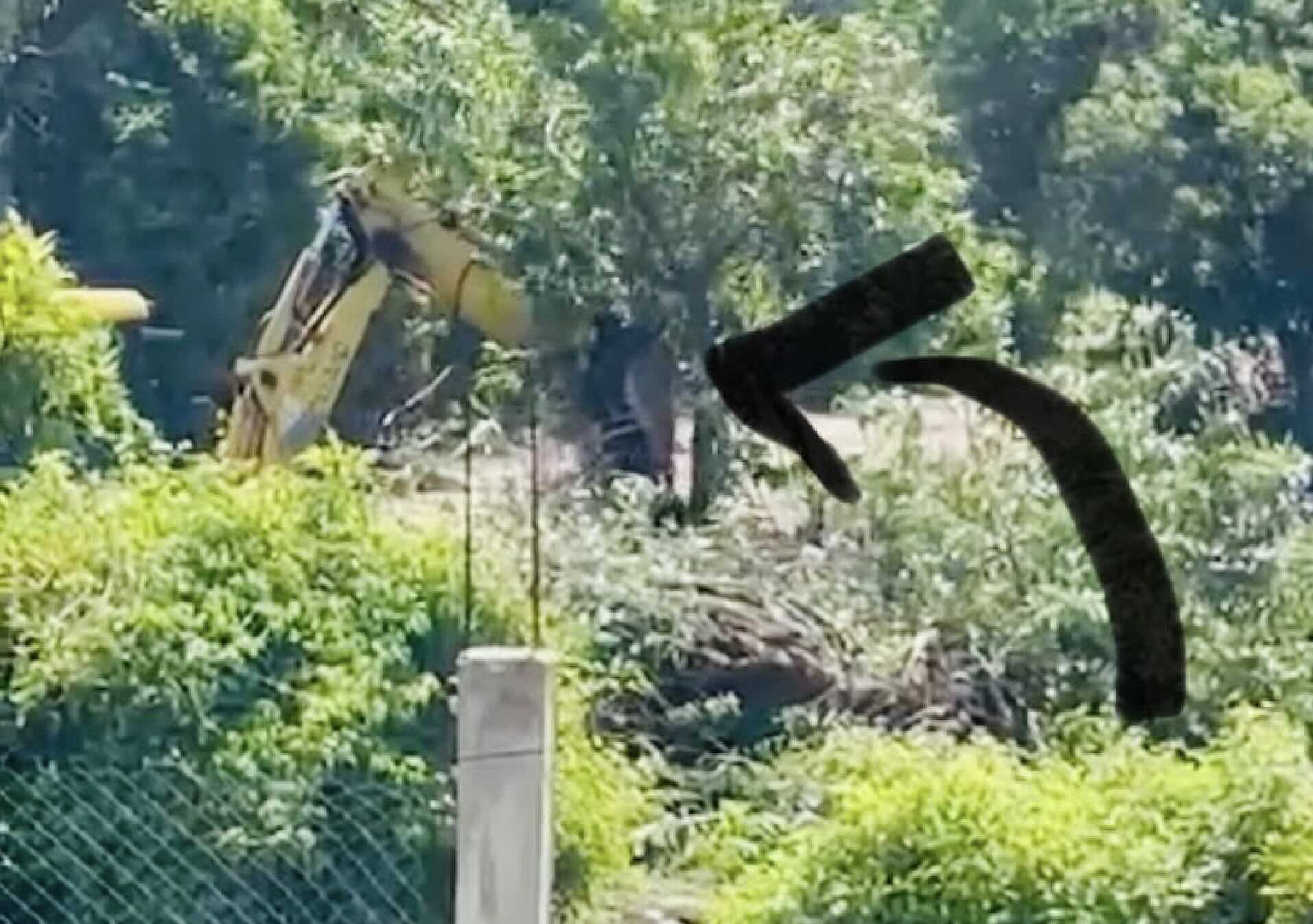 Tiran árboles en las cercanías del manantial de Axocopan