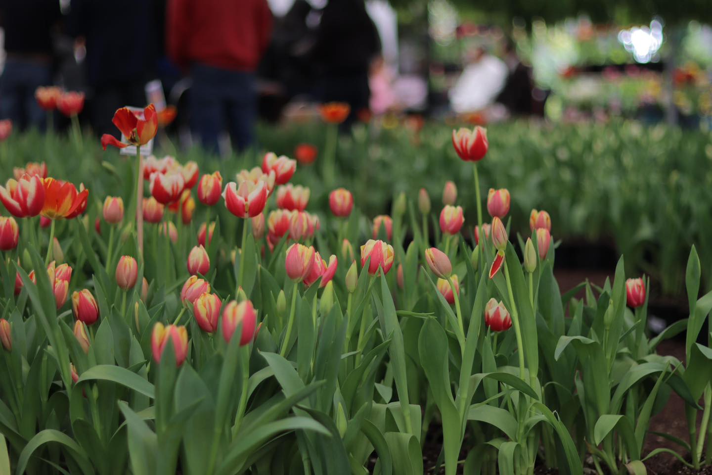 Atlixco invita a la Primera Expo Tulipán