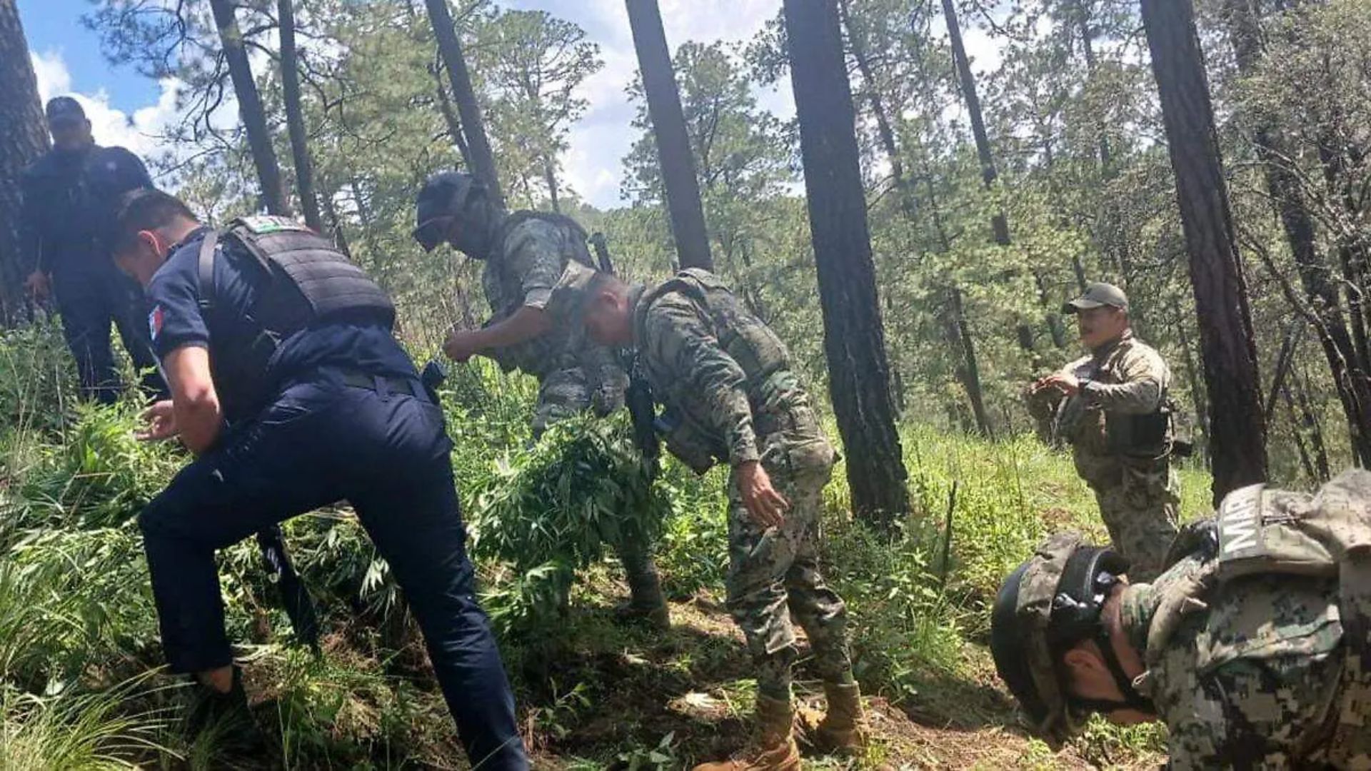 En Tlahuapan, autoridades lograron localizar diversas plantas de marihuana en el campo