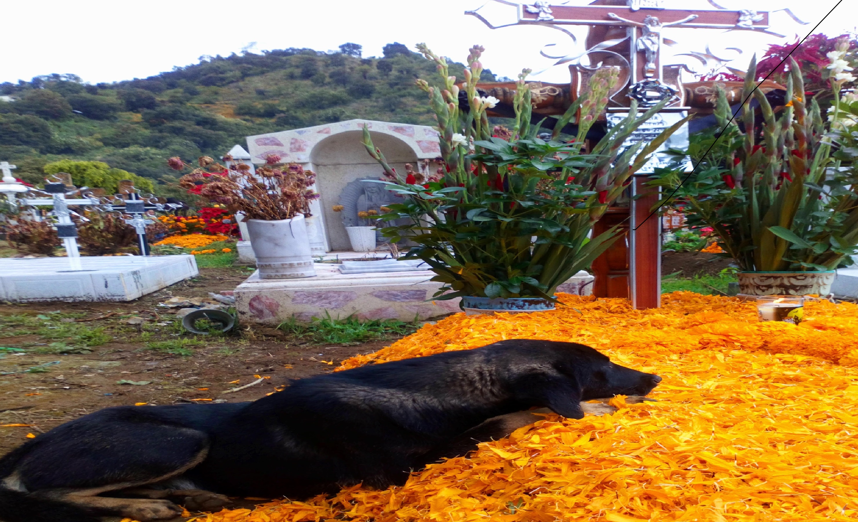 Cachorro cuida la tumba de su amo en Tochimilco