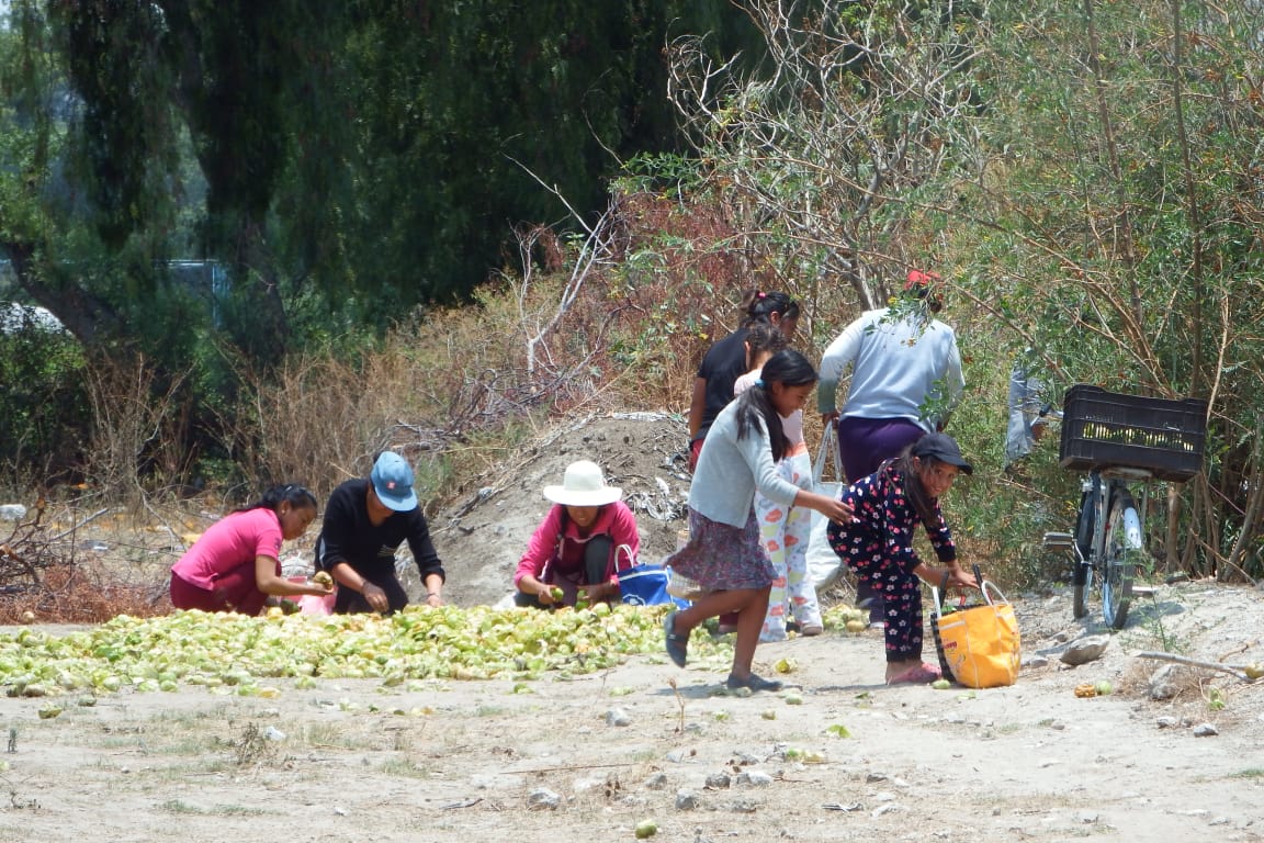 Productor regala 5 toneladas de tomates en Huixcolotla