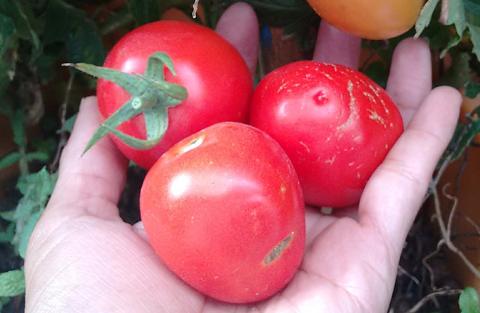 Con aranceles de EU bajará precio del tomate en Texmelucan