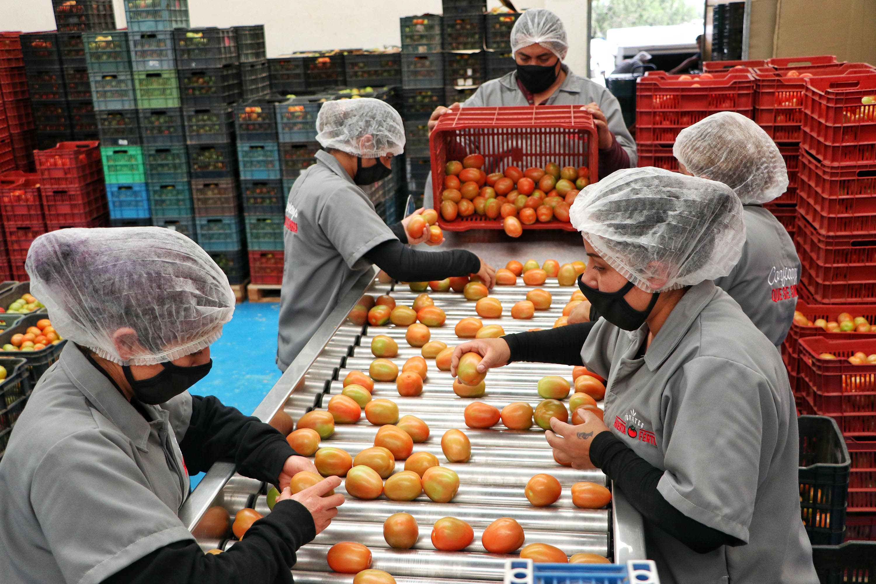 Pese a Covid productores de Aquixtla exportan tomate a EU