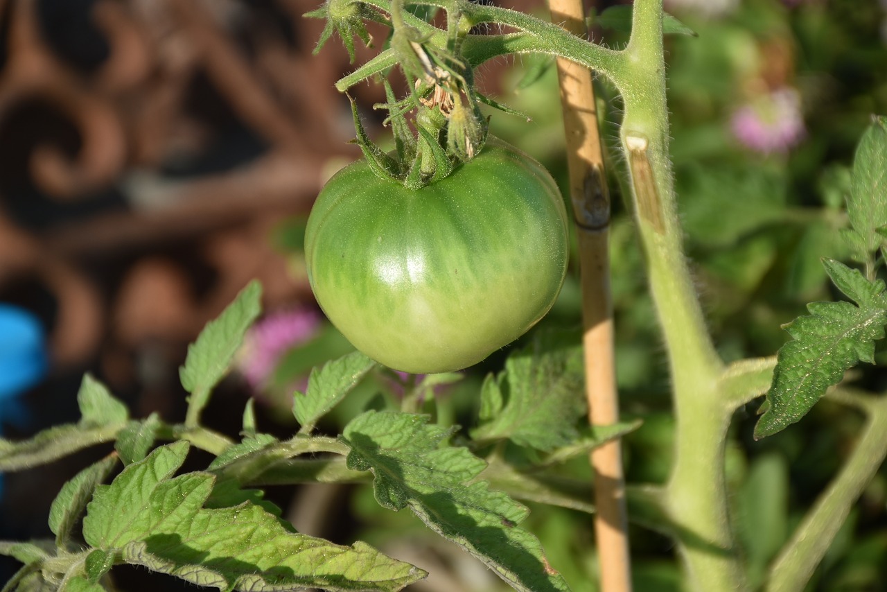 A nivel nacional Puebla 2º lugar en exportación de tomate verde